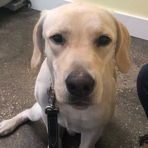 Meet your Posher, Diana